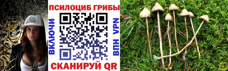 KRAKEN зеркало  Светлоград  Галлюциногенные грибы Magic Shrooms 